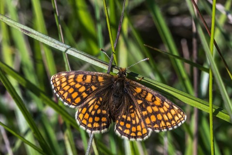 Speedwell Fritillary (Melitaea aurelia)