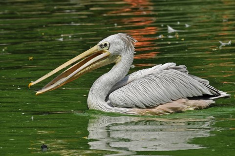 Rufous pelican (Pelecanus rufescens)