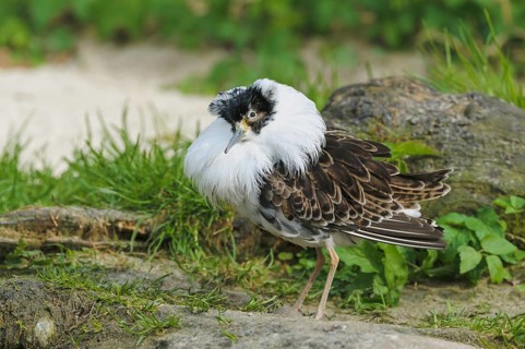 Male ruff (Philomachus pugnax)