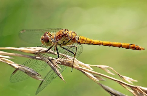 Vagrant darter (Sympetrum striolatum)