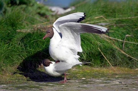 Black-headed Black-headed Gull (Larus ridibundus)