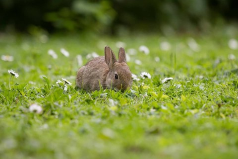 Wild rabbit among daisies, feeding (Oryctolagus cuniculus)