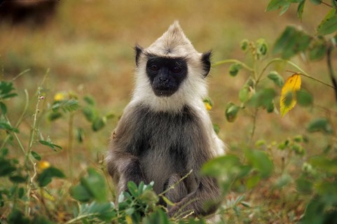 Hulman (Semnopithecus entellus)
