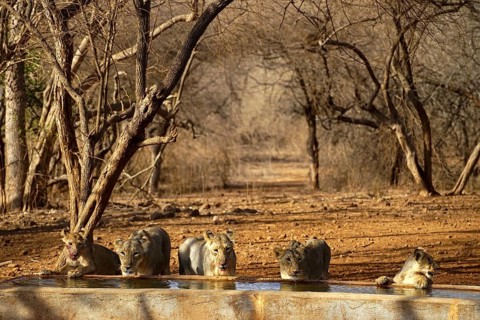 Lions at water tank, Gir Wildlife Sanctuary, Gujarat, India, Asia