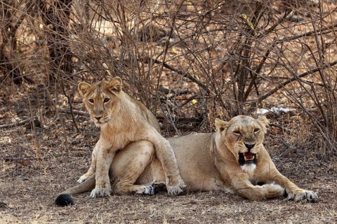 Lioness and cub, sasan gir, Gujarat, India, Asia