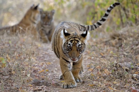 Young tiger cub walking in the dry forests of Ranthambore national park swinging his cute tail,