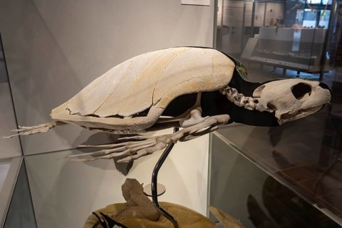 Atlantic bastard tortoise (Lepidochelys kempii), skeleton, specimen, exhibition, German