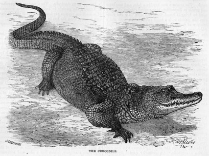 Engraving of a Nile crocodile (Crocodylus niloticus)