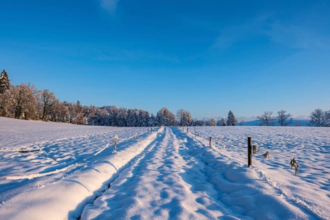 Snow-covered path leads through a wintry landscape with deep blue sky and shady trees, Sempach,