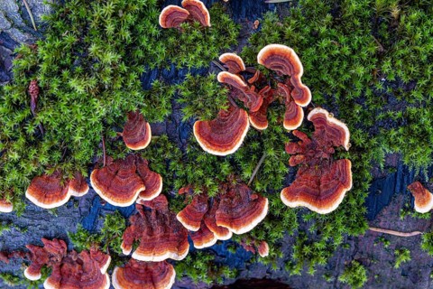 Tree fungi (xylobionts) on dead wood in the forest, Offenbach am Main, Hesse, Germany