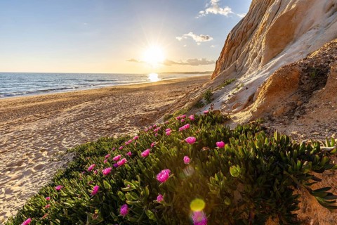 Cliffs on the Atlantic. Warm sunset in a landscape with purple flowers, Carpobrotus acinaciformis.
