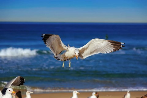 Seagull flying and crying on the hermosa beach, California, USA