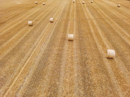 Several bales of straw on harvested field in hot summer drought lie to horizon, Germany