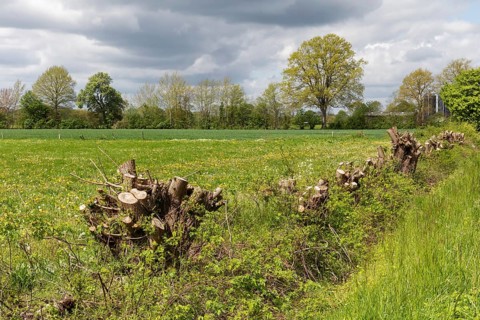 Agricultural spring landscape with a meadow and a coppiced hedgerow in May in Schleswig-Holstein,