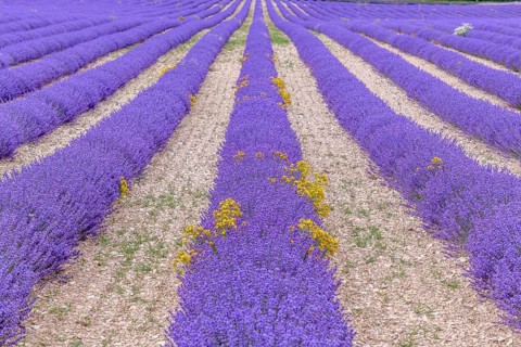 Lavender fields in bloom in Provence. Pays de Sault (Vaucluse)