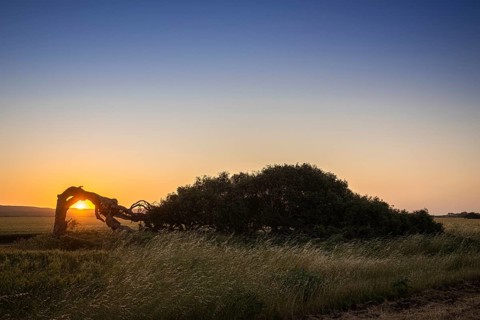 Windswept eucalyptus tree in a field, wind escape, Greenough, Western Australia, Australia