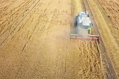 Combine harvester working on a wheat field. Combine harvester Aerial view