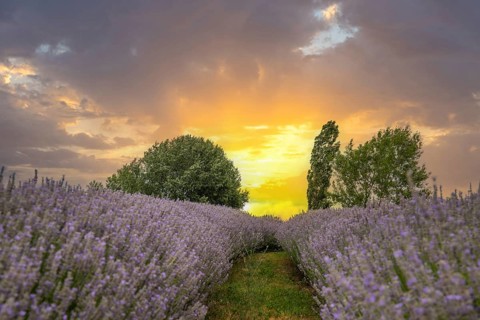 Beautiful summer evening in a lavender field. Large blue lavender bushes blooming in a cultivation