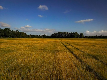 Golden wheat field with traces of a tractor under a clear blue sky, agriculture, grain field in the