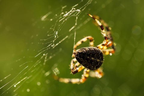 Spider is doing the web, macro view