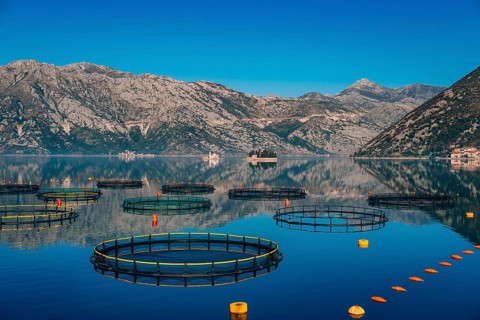 Fish farm in Montenegro. The farm for breeding and fish farming in the Bay of Kotor
