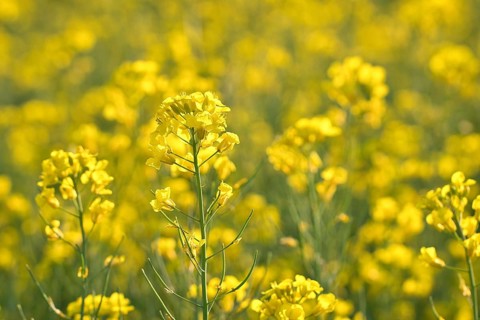 Rape with yellow flowers in the canola field. Foreground highlighted and blurred background.