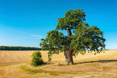 Old gnarled oak (Quercus), solitary tree in a stubble field, natural monument, Harz foreland,