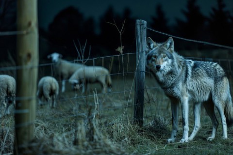 A wolf stands at a pasture fence at night and observes a grazing flock of sheep, symbolic image for