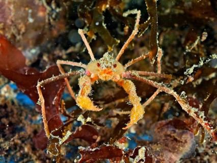 A scorpion spider crab (Inachus), spider crab with long legs and orange-coloured claws on the