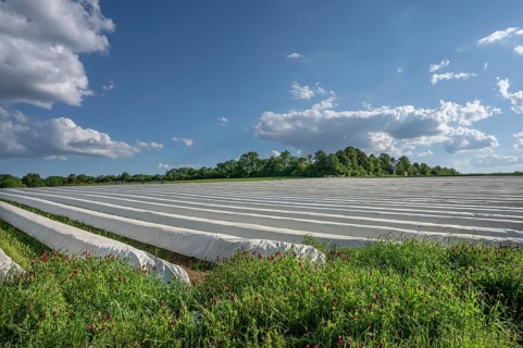 Asparagus field covered with white foil against the light, incarnate clover (Trifolium incarnatum)