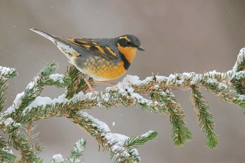 Varied Thrush (Ixoreus naevius) perched on a snowy branch, Alaska, USA