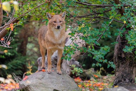 A golden jackal (Canis aureus) stands on a rock between bushes at the edge of the forest