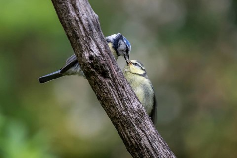 Blue tits (Parus caerulea), feeding young animals, Emsland, Lower Saxony, Germany
