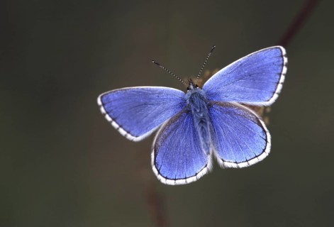 Common blue (Polyommatus icarus) butterfly close up