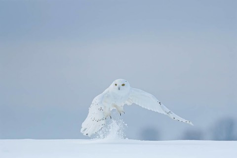 Male snowy owl (Nyctea scandiaca) (syn. Bubo scandiaca) shortly after take-off, snow dusting up,