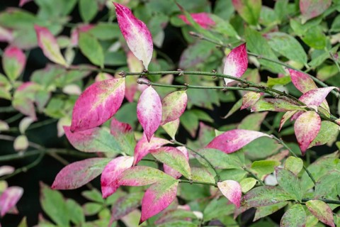 European spindle (Euonymus europaeus), autumn foliage, Emsland, Lower Saxony, Germany