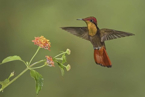 Ruby-topaz Hummingbird (Chrysolampis mosquitus), Trinidad and Tobago