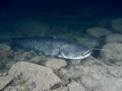 A catfish (Silurus glanis), Waller, with long barbels resting on a stony ground, dive site