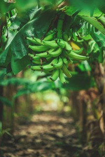 Green plantain clump on a tree. Production of green bananas in a garden