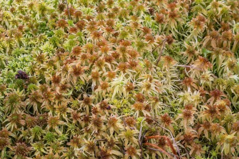 Marsh peat moss (Sphagnum palustre), Province of Drenthe, Netherlands