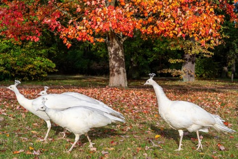 White peacocks, a mutation of the Indian peafowl (Scalloped ribbonbonfish) under a maple tree with