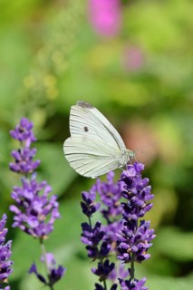 A Cabbage butterfly (Pieris brassicae) sucking nectar on the flower of true lavender (Lavandula