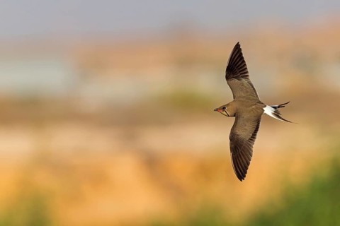 Rotfluegelbrachschwalbe, Rotflügelbrachschwalbe, Collared Pratincole, Glareola pratincola, Glaréole