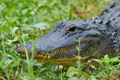 American alligator (Alligator mississippiensis), in the meadow, spring, Shark valley, Everglades
