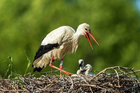 Stork calling with open beak, two chicks in the nest, white stork (Ciconia ciconia), wildlife,