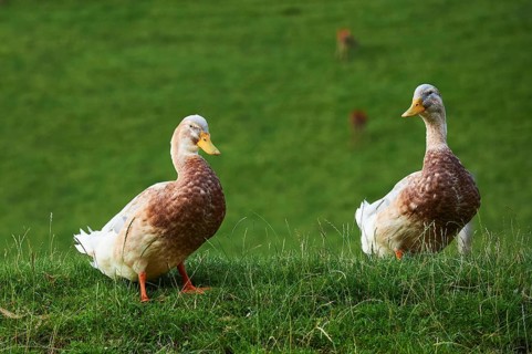 Domestic duck (Anas platyrhynchos domesticus), standing on a meadow, Wildpark Aurach Kitzbühel,