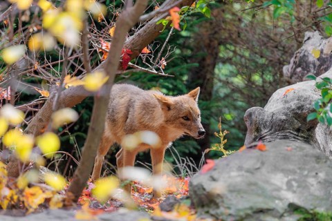 A golden jackal (Canis aureus) stands behind a rock between bushes at the edge of the forest