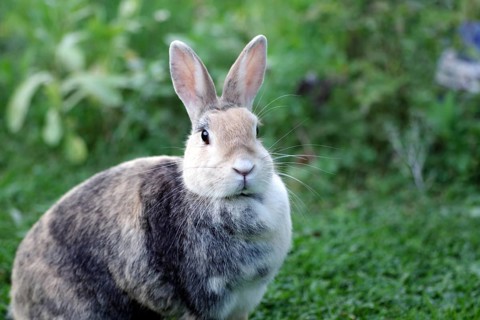 Rabbit (Oryctolagus cuniculus domestica), head, close-up, cute, the rabbit looks attentively into