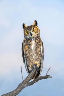 Great Horned Owl Bubo virginianus Tucson, Arizona, United States 18 October Adult Strigidae