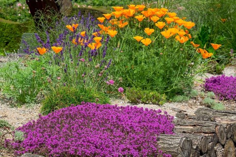 Red sand thyme (Coccineus), California poppy (Eschscholzia californica) and lavender, Münsterland